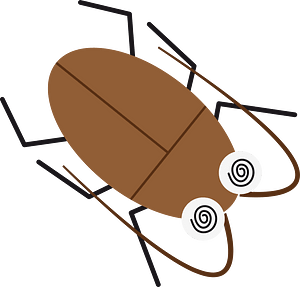 Cockroach insect