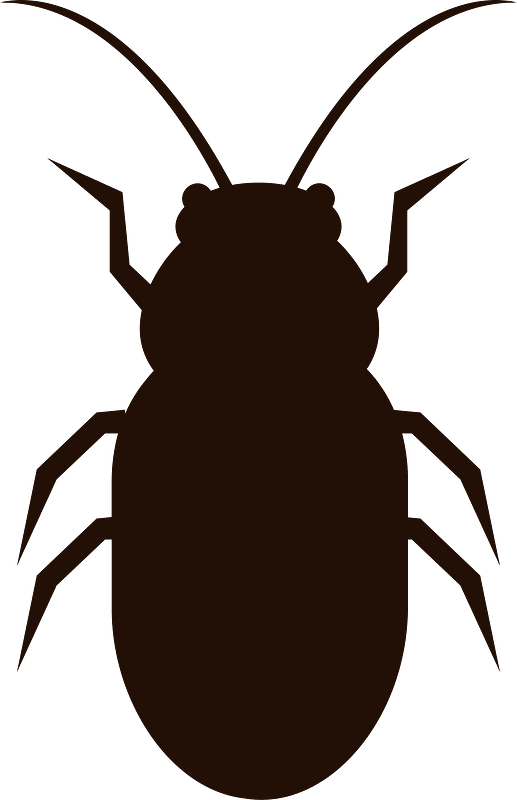 Cockroach insect