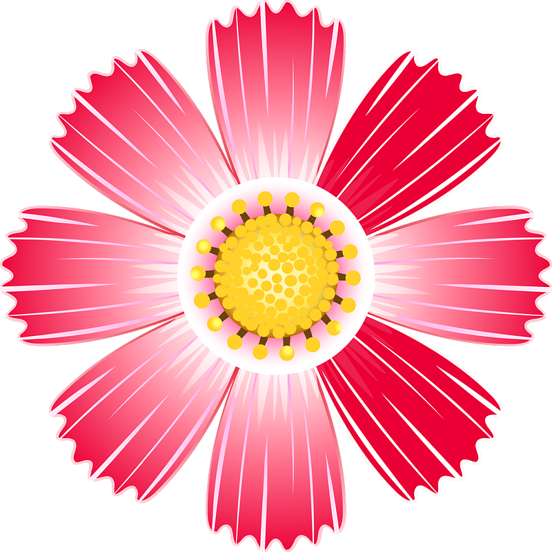 Cosmos flower