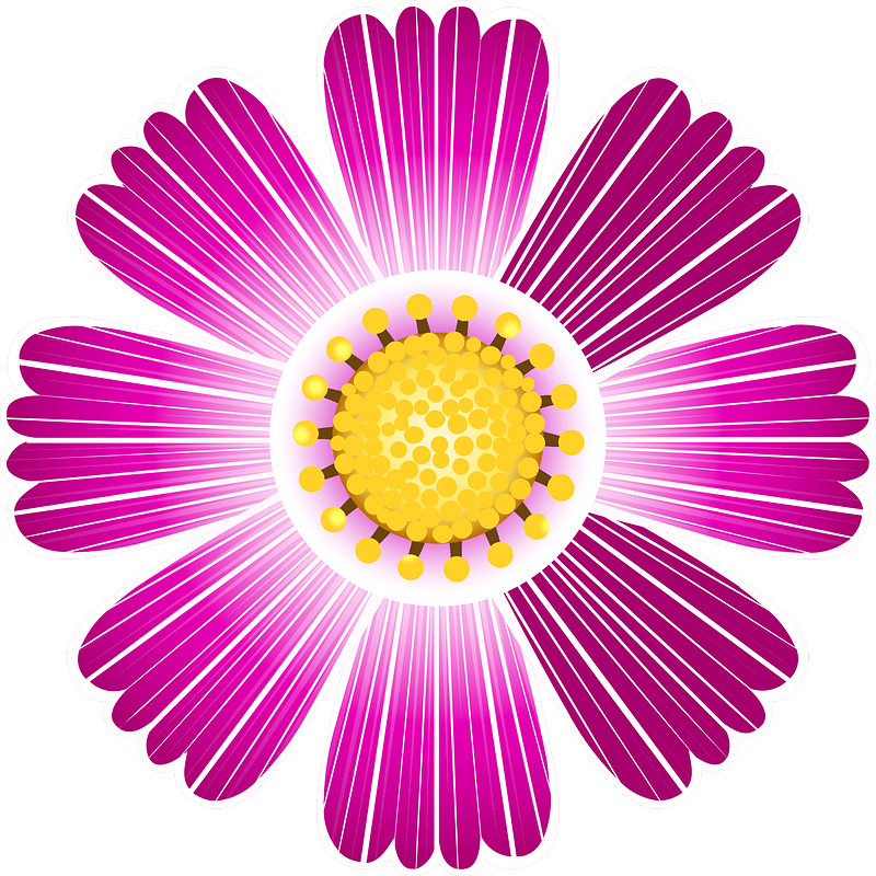 Cosmos flower