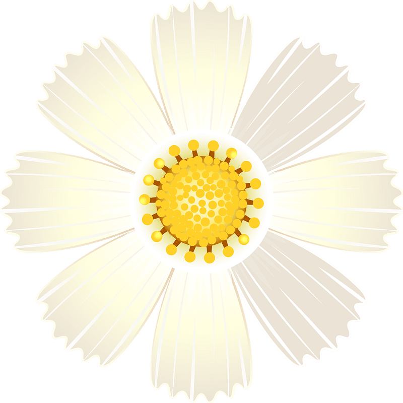 Cosmos flower