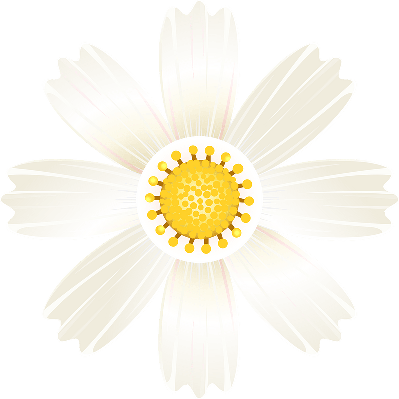 Cosmos flower