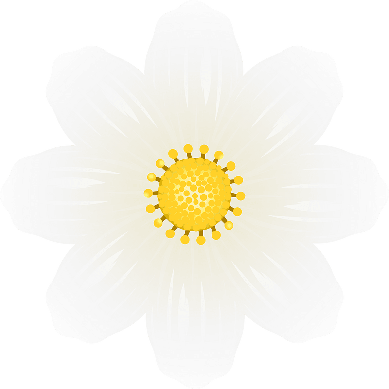 Cosmos flower