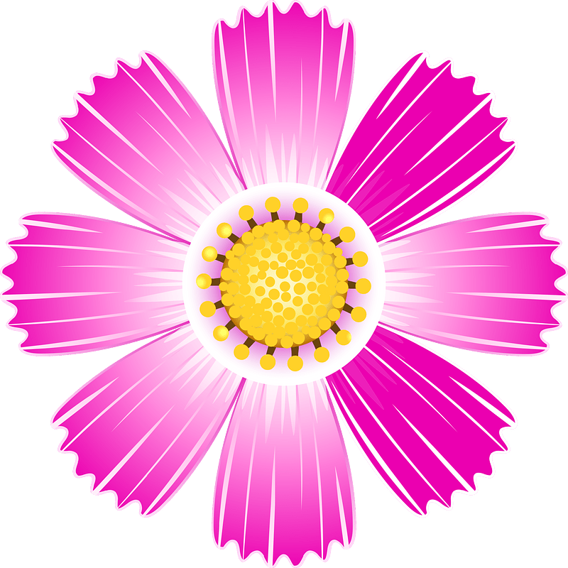 Cosmos flower