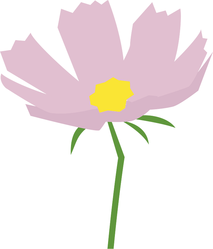 Cosmos flower