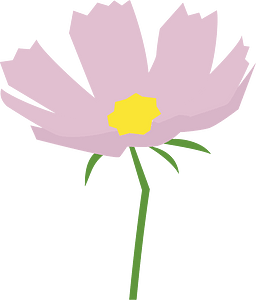 Cosmos flower