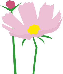 Cosmos flower