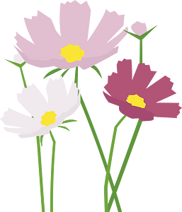 Cosmos flowers