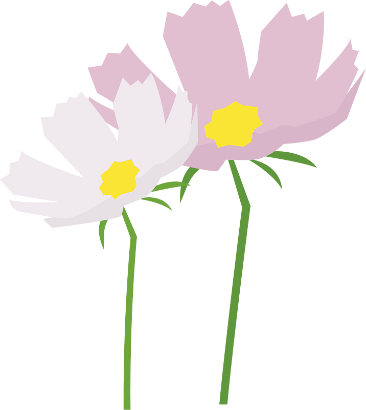 Cosmos flowers