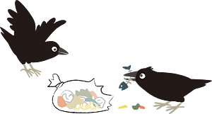 Crow garbage