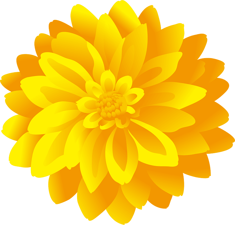 Dahlia flower