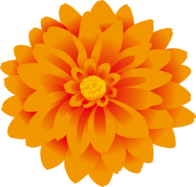 Dahlia flower