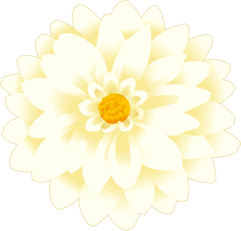 Dahlia flower