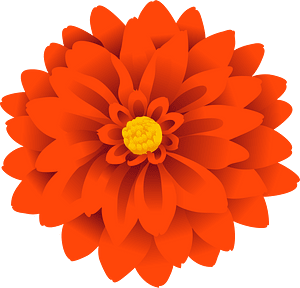 Dahlia flower