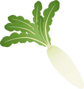 Daikon vegetable