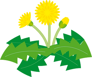 Dandelion flower