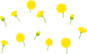 タンポポの花
