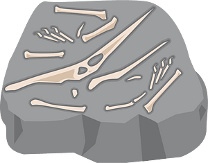 Dinosaur fossil