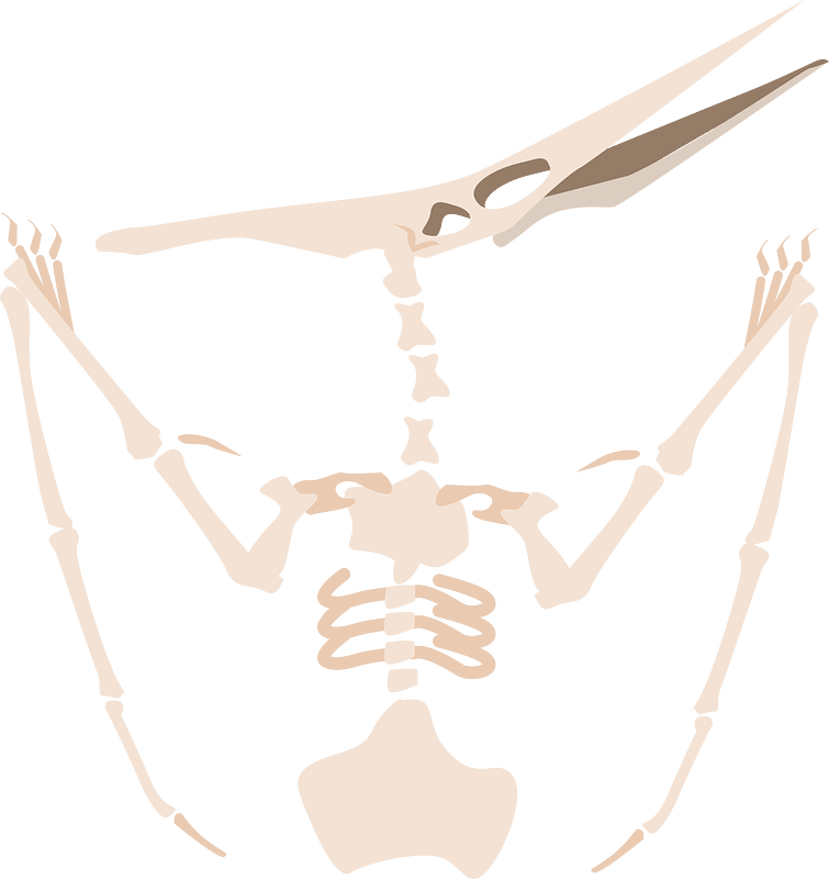 Dinosaur fossil