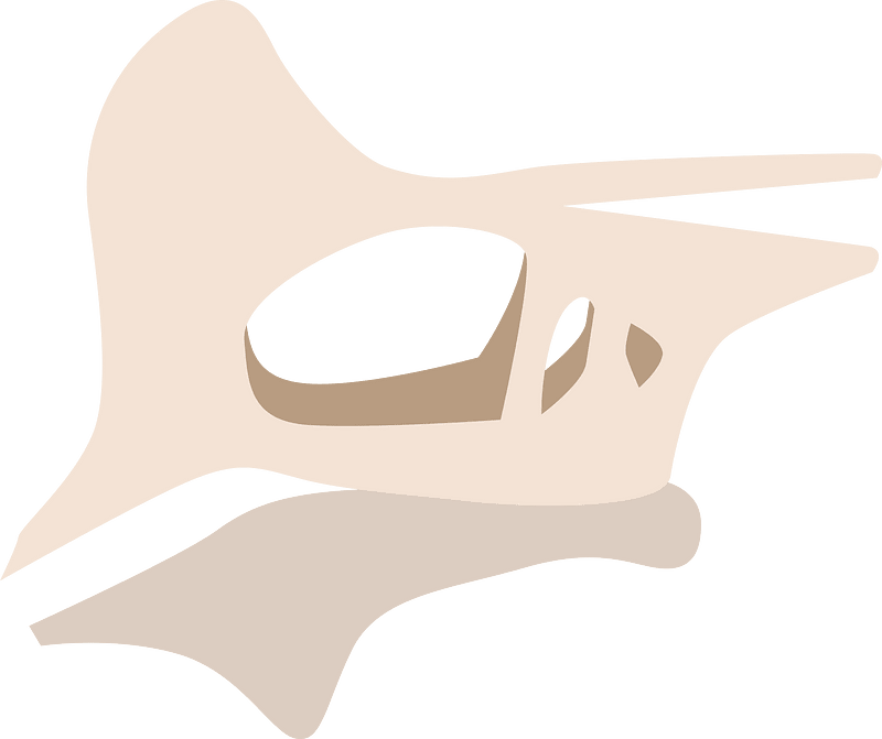 Dinosaur fossil
