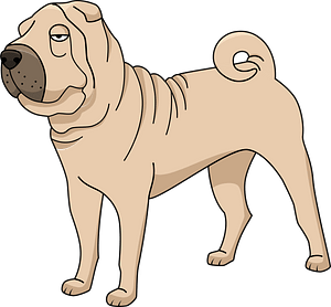 Shar pei