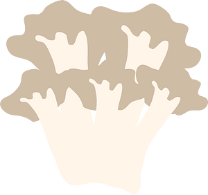 Edible mushroom