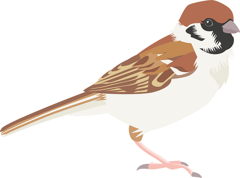 Eurasian tree sparrow