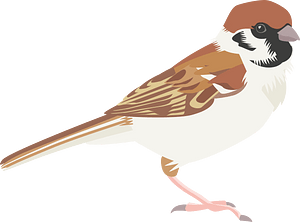 Eurasian tree sparrow