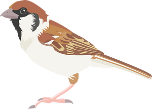 Eurasian tree sparrow