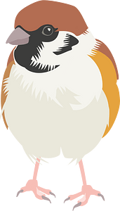 Eurasian tree sparrow