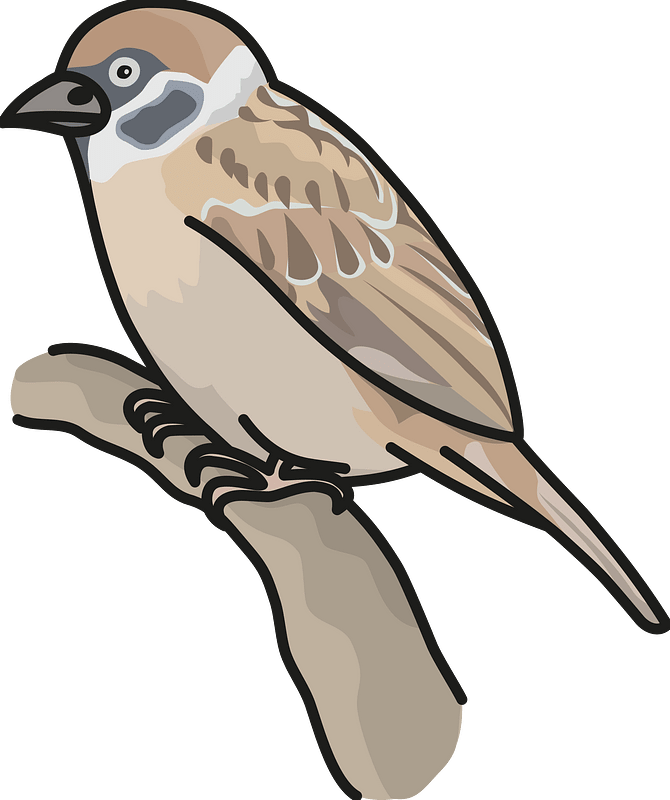 Eurasian tree sparrow