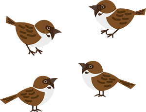 Eurasian tree sparrow