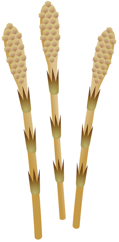Field horsetail