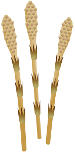 Field horsetail