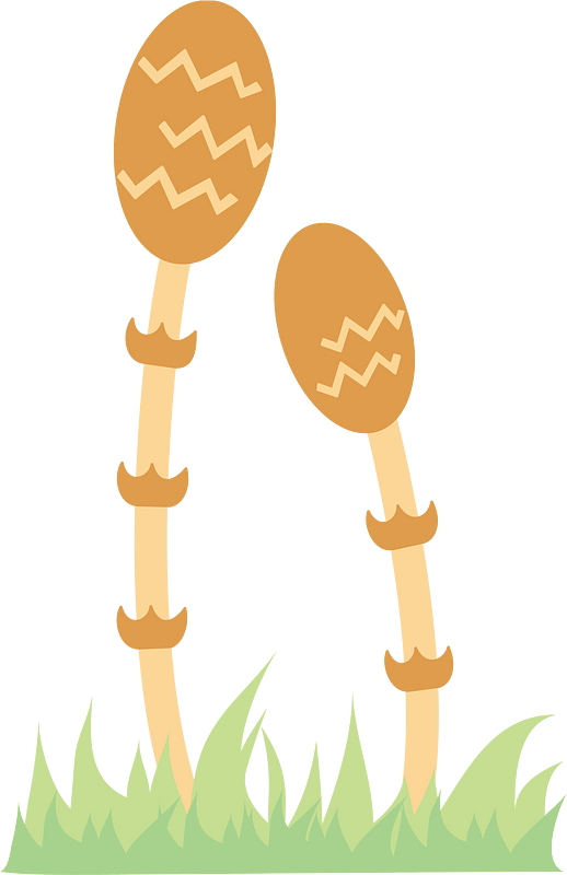 Field horsetail
