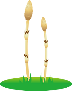 Field horsetail