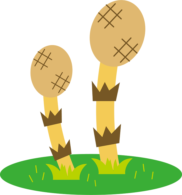 Field horsetail