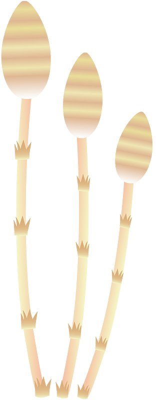 Field horsetail
