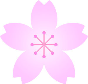 Flower cherry blossoms