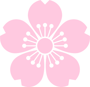 Flower cherry blossoms