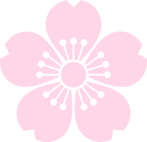 Flower cherry blossoms