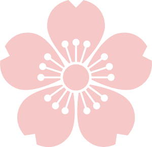 Flower cherry blossoms