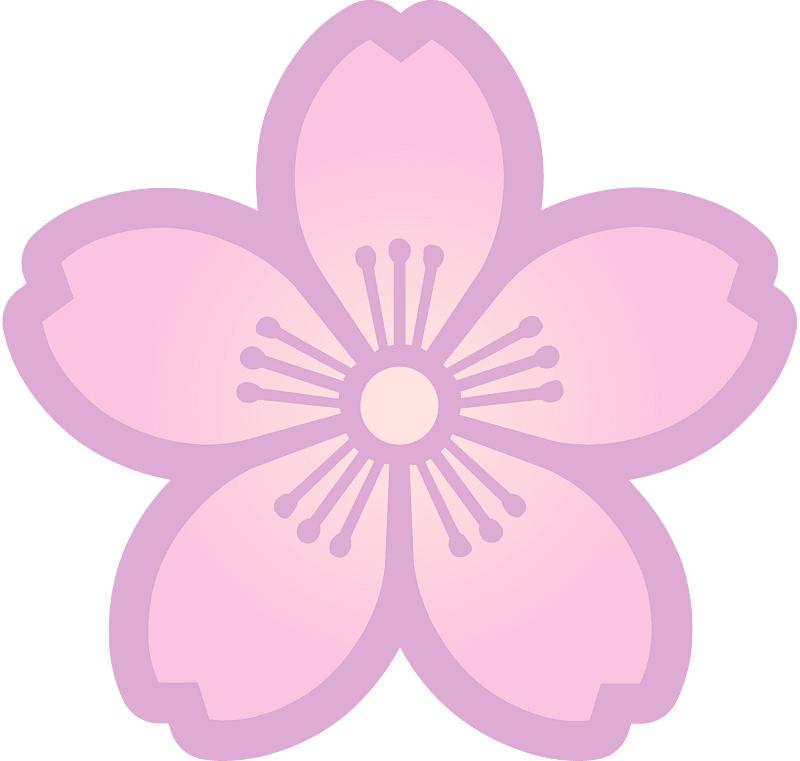 Flower cherry blossoms