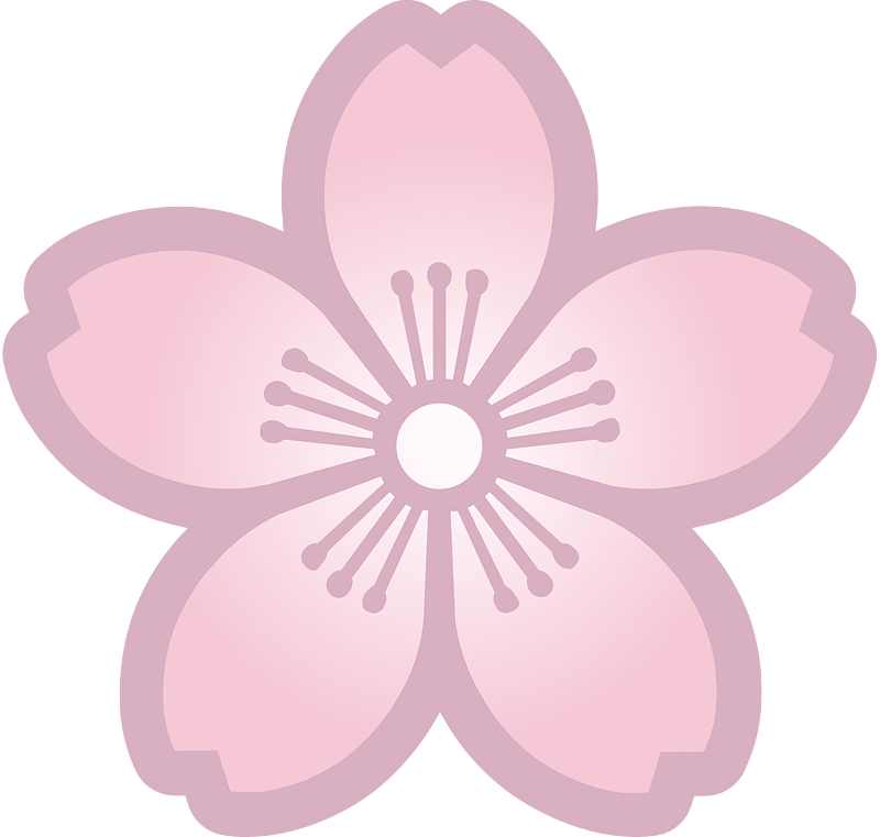 Flower cherry blossoms