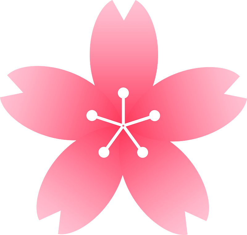 Flower cherry blossoms
