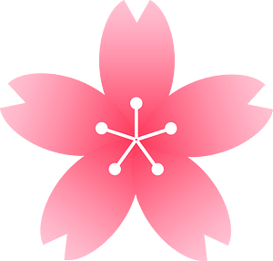 Flower cherry blossoms