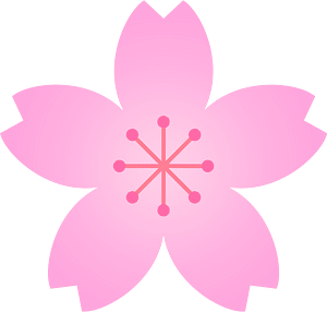 Flower cherry blossoms