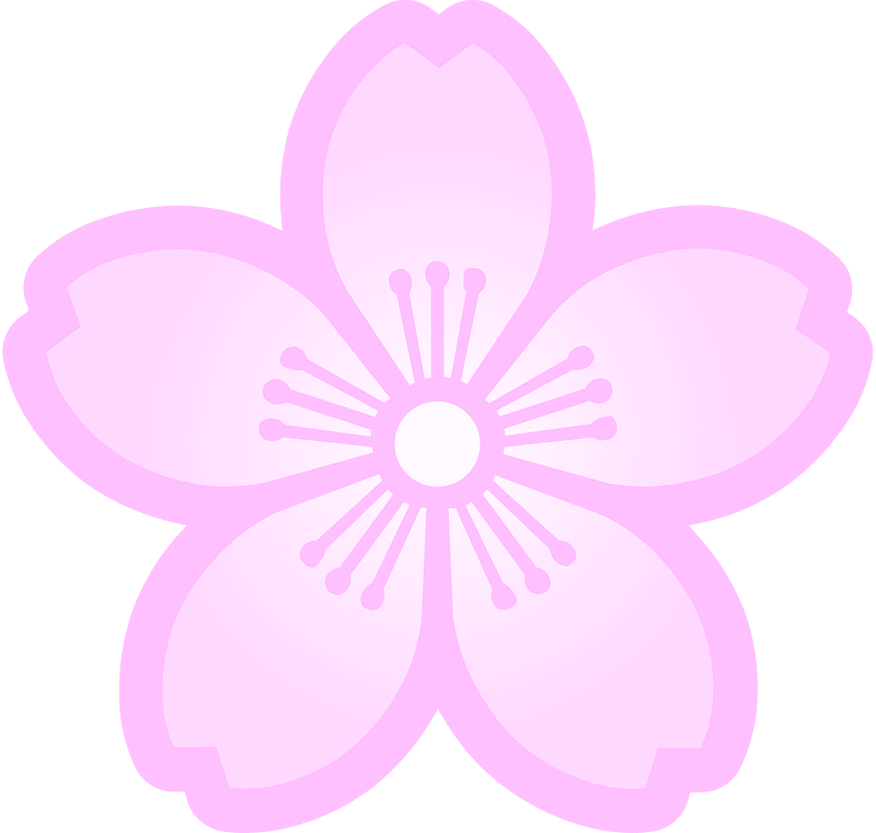 Flower cherry blossoms