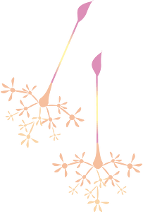 Blomma