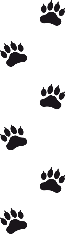 Animal Footprints